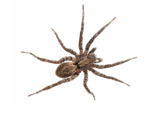 Wolf Spiders