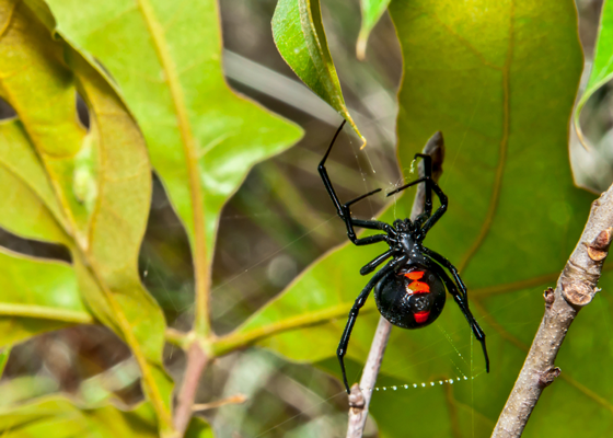 Black Widow Spiders