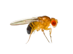 Fruit Flies