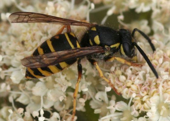 Forest Yellowjacket