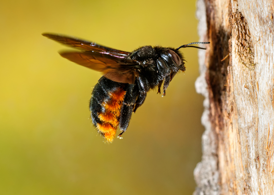 Carpenter Bees