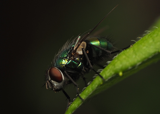 Green Bottle Fly