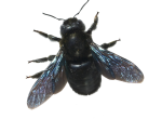 Carpenter Bees