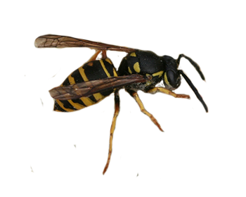 Forest Yellowjacket