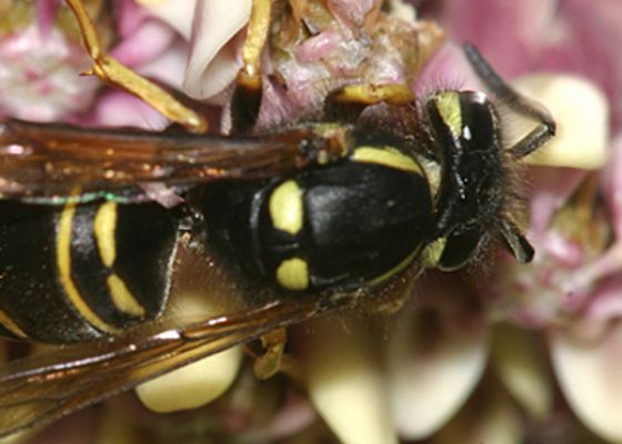 Northeastern Yellowjacket