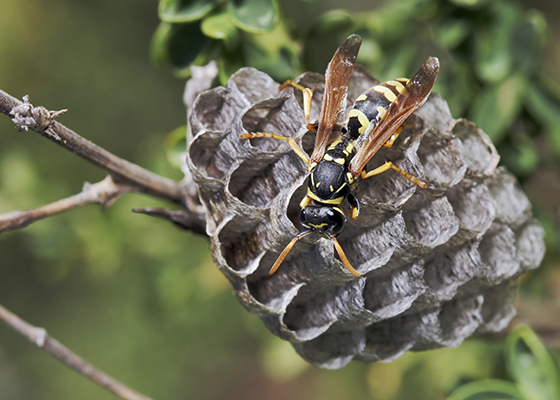 European Paper Wasp