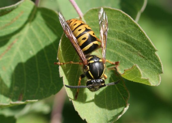 Aerial Yellowjacket