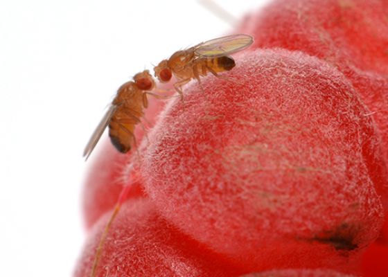 Fruit Flies