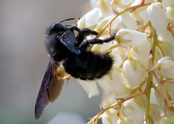 Carpenter Bees