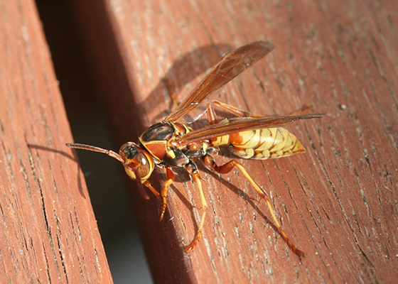 Golden Paper Wasp