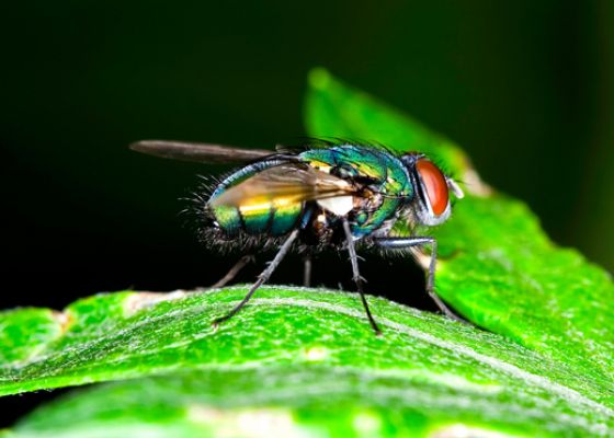 What are green bottle flies?