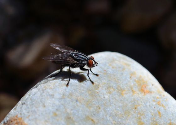 House Fly