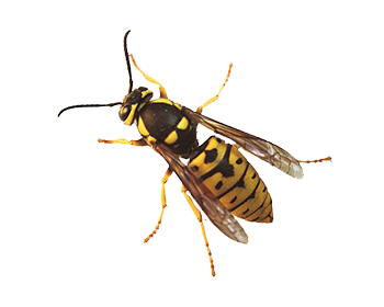 Prairie Yellowjacket