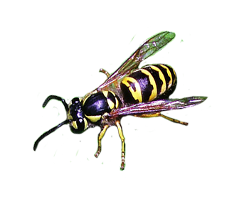 Eastern Yellowjacket