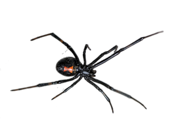 Black Widow Spiders