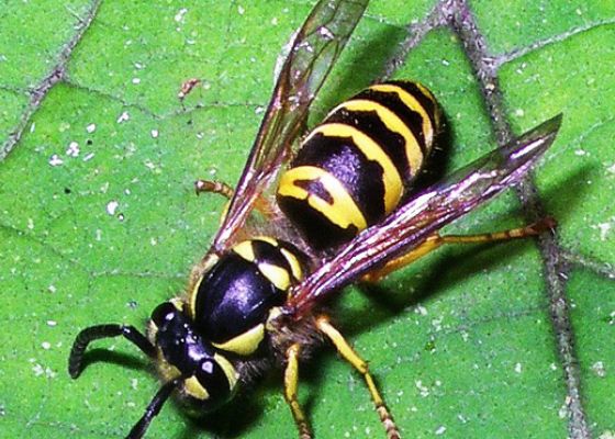 Eastern Yellowjacket