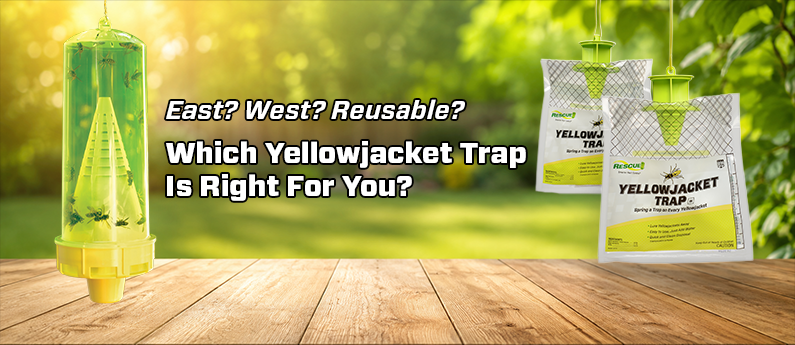 Eastern, Western, or Reusable Yellowjacket Traps: Which Is Right for You?