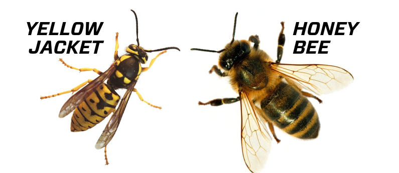 How to tell a yellowjacket from a honeybee