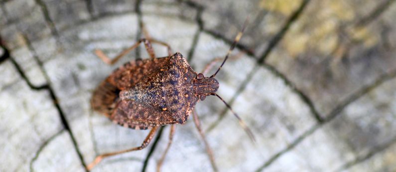 Reusable Stink Bug Trap by RESCUE