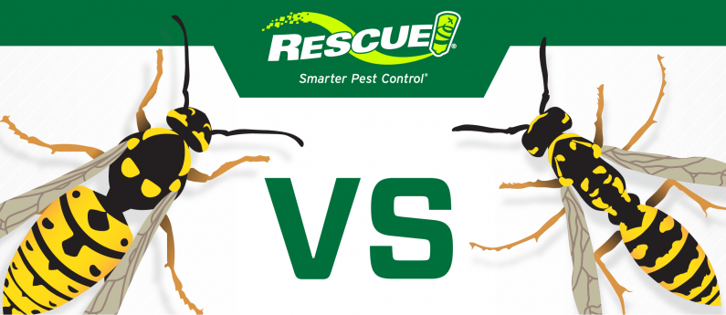 Yellow jacket nest creates buzz