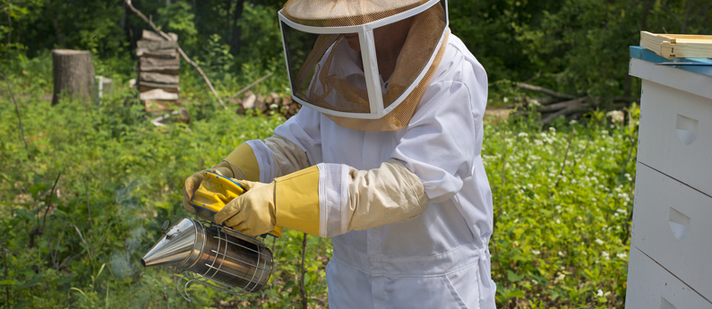 Save honeybees by using RESCUE!Â® Yellowjacket Traps.