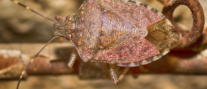 Stink Bugs: What to do now, what to do later