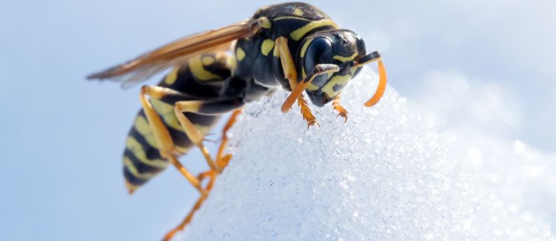 Stormy Weather? 6 Effective Pest Control Tips For The Winter Months