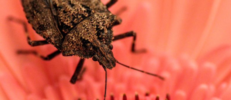 Don't be fooled by Stink Bugs!