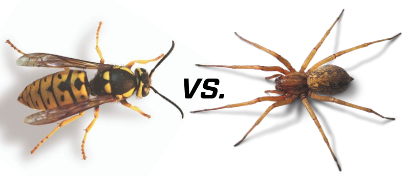 Yellowjacket vs. Spider