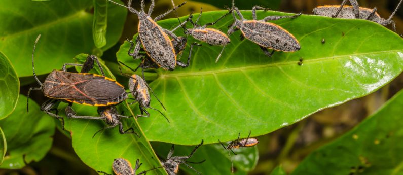 A stink bug smorgasbord!