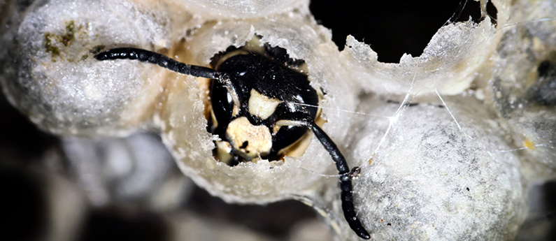 When fall reveals a hornet nest