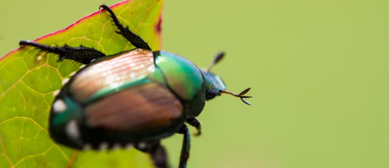 The myths and facts about trapping Japanese beetles