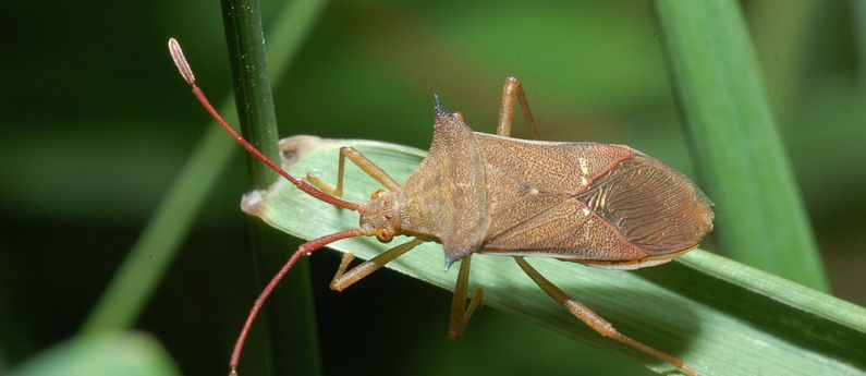 Spring gardening, beneficial insects and stink bugs