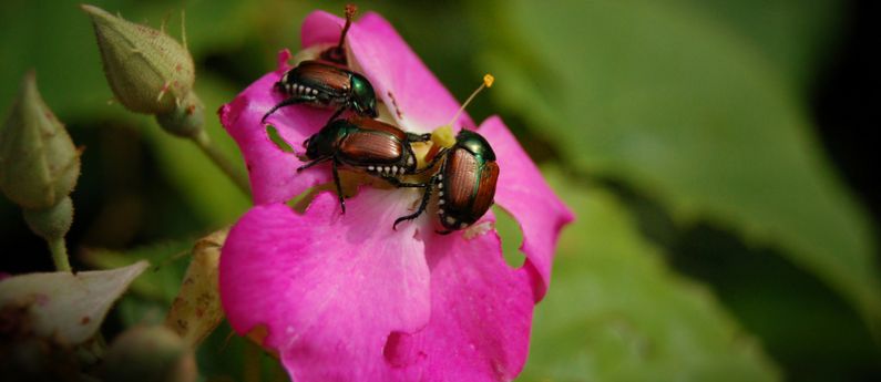 When it comes to Japanese Beetle Traps, something's a myth