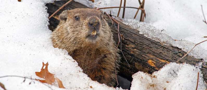 Groundhog Day 2019: Punxsutawney Phil and the Polar Vortex