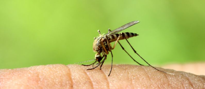 Sterling awarded grant to develop mosquito repellent