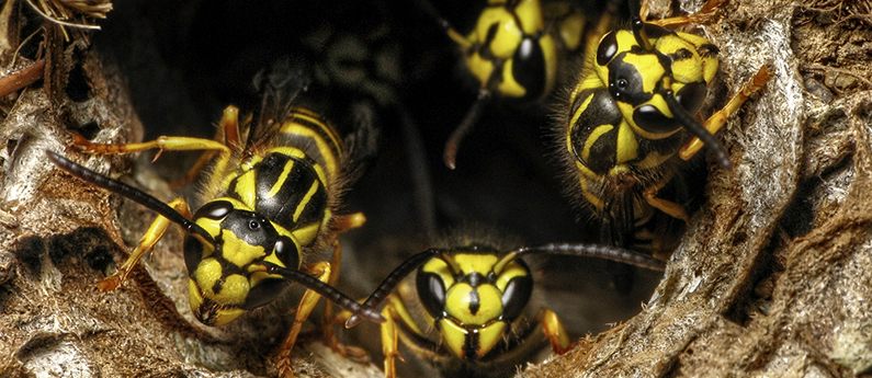 ground yellow jackets