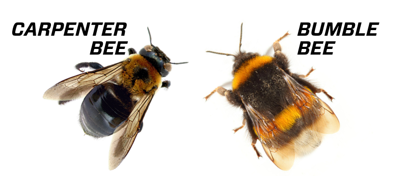 When it comes to bumblebees, does size matter?