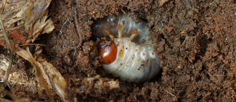 What do cold weather and snow do to hibernating insects?