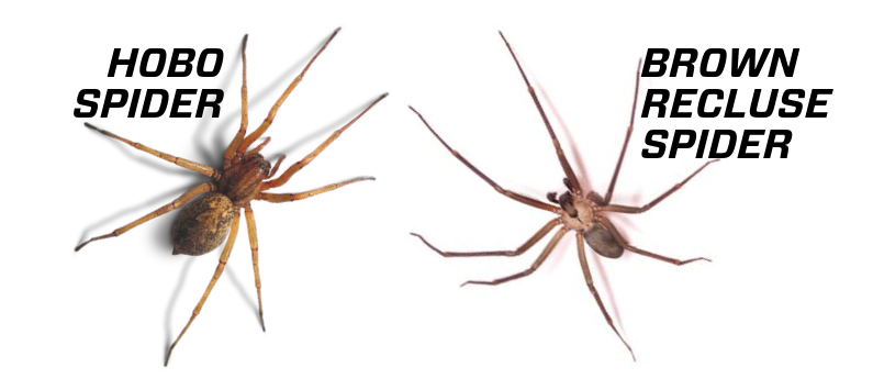 Hobo spiders and Brown recluse spiders: What's the difference?