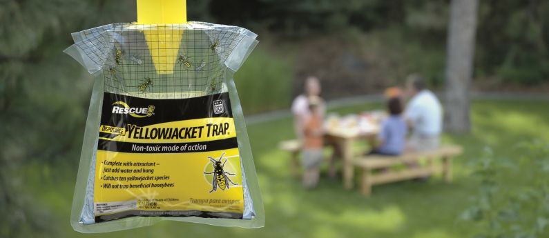 Loving the Disposable Yellowjacket Trap