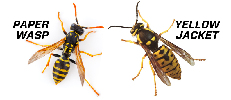 What's the difference between wasps and yellowjackets?