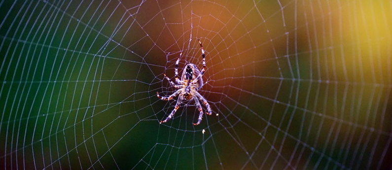 Fall means spiders are looking for love