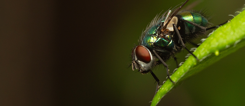 Fly Traps: A Matter of Life and Death?