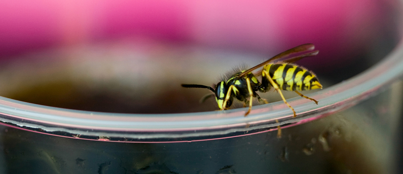 Yellowjackets: DOs and DON'Ts