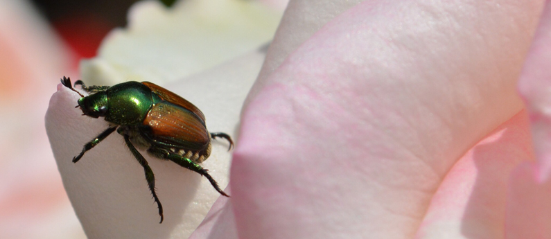 When NOT to use a Japanese Beetle Trap