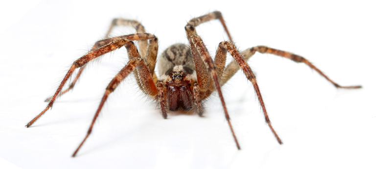 Oh no... it's the Hobo! (Hobo spider, that is)