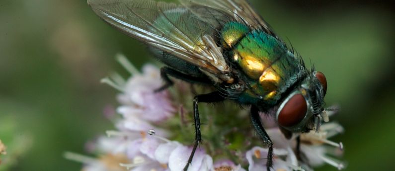 Trapping flies in Belgium