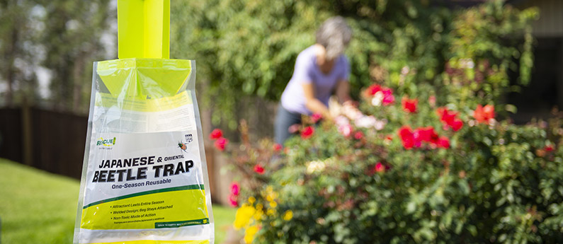 How to use the RESCUE! Japanese Beetle Trap