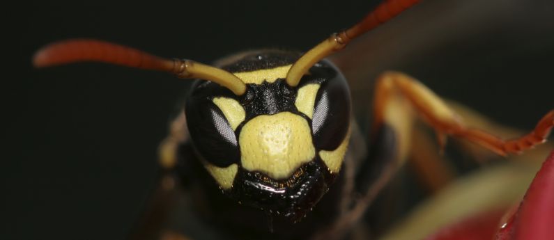 To the manner born? How a wasp becomes a queen.